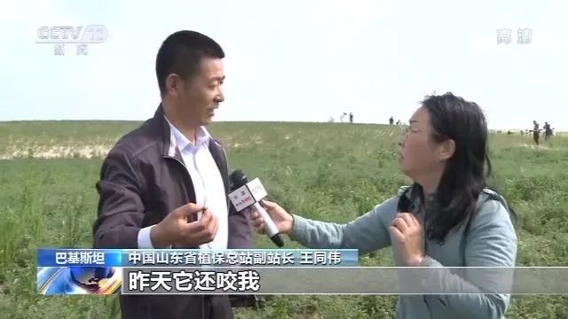 考察了巴基斯坦蝗災區后,中國工作組:情況比預想還嚴重(圖2)