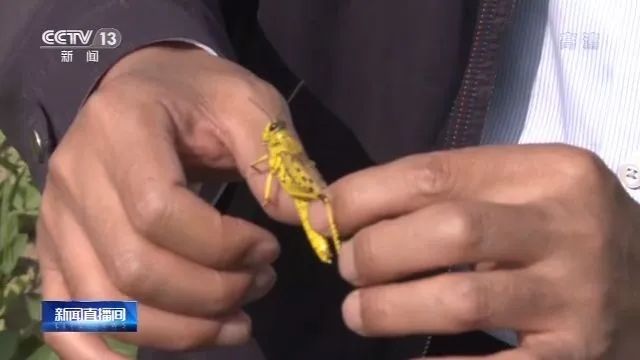 考察了巴基斯坦蝗災區后,中國工作組:情況比預想還嚴重(圖1)