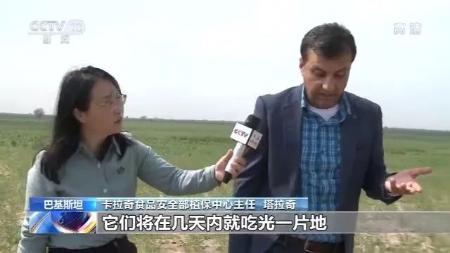 考察了巴基斯坦蝗災區后,中國工作組:情況比預想還嚴重(圖4)